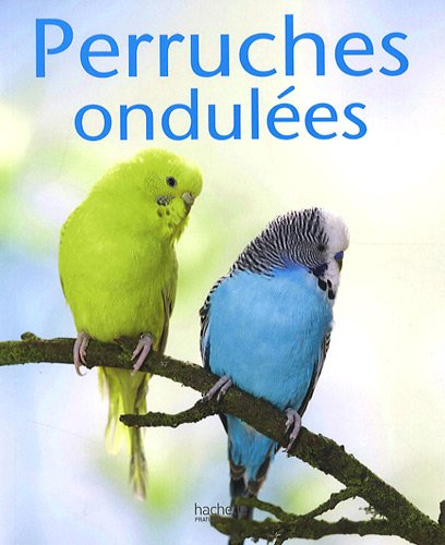 Perruches ondulées