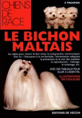 Le bichon maltais