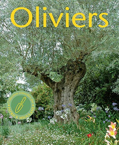 Oliviers : l'histoire de la culture de ces arbres de légende