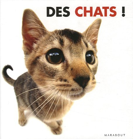 Des chats !