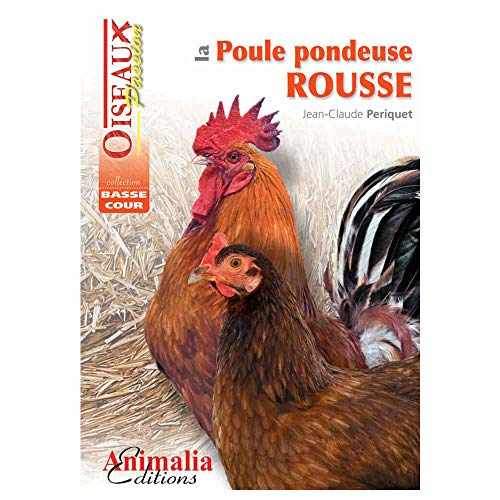 La poule pondeuse rousse