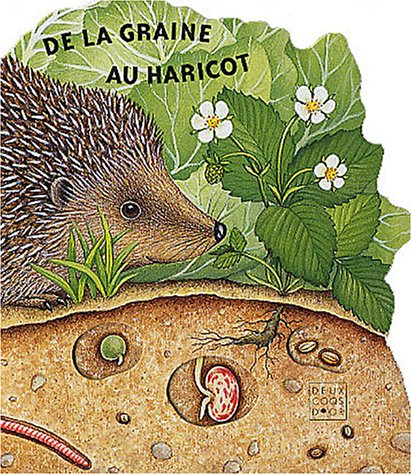 De la graine au haricot
