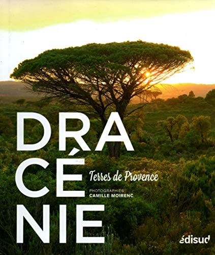 Dracénie : terres de Provence