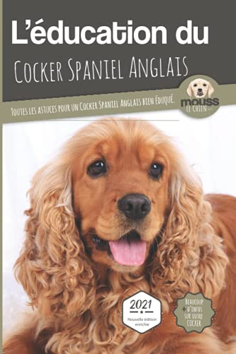 L'éducation du cocker spaniel anglais : toutes les astuces pour un cocker spaniel anglais bien éduqu